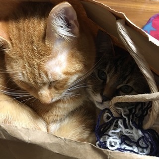 おとなしくてやさしいサビの女の子、かりんちゃん - 猫
