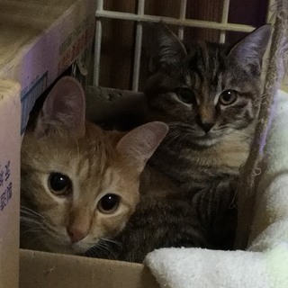 おとなしくてやさしいサビの女の子、かりんちゃん − 奈良県