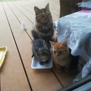 子猫　2匹捕獲
