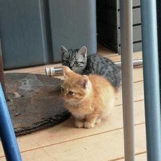 子猫　2匹捕獲 - 猫