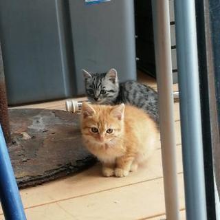 子猫　2匹捕獲 − 千葉県