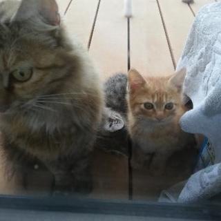 子猫　2匹捕獲 - 茂原市