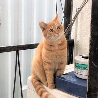 やんちゃで寂しがり屋なさくらねこくんの里親募集