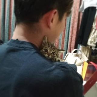 子猫　2匹捕獲 - 里親募集
