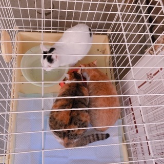 三毛猫♀、白黒♀
