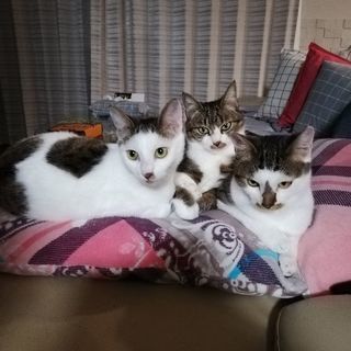 とてもなつこい可愛いらしい親子猫です