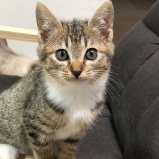 陽気な性格のキジ白ちゃん❣️