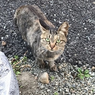 野良猫ちゃんの避妊手術・去勢手術