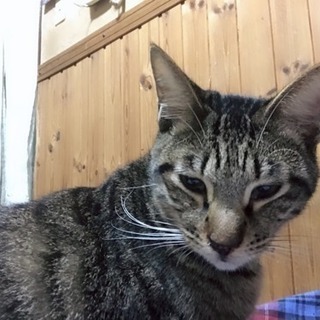 人も猫も大好きな まろクン