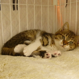 猫とのお見合い譲渡会　12/16