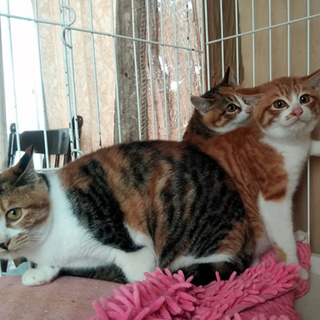 ふわもこ仔猫４匹今は懐かない子たち