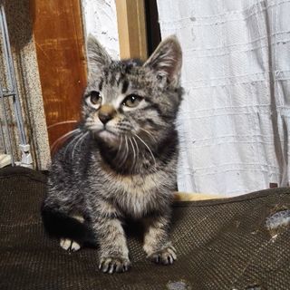 勝気で個性派美人のキジちゃん