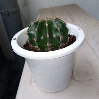 観葉植物　サボテン（大） 