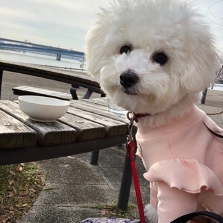 犬友達募集です🐶
