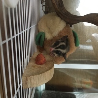 フクロモモンガオス 里親さん見つかりました