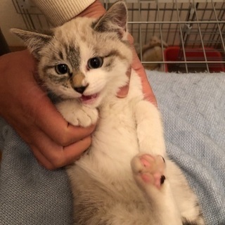 生後3ヶ月可愛いメス猫