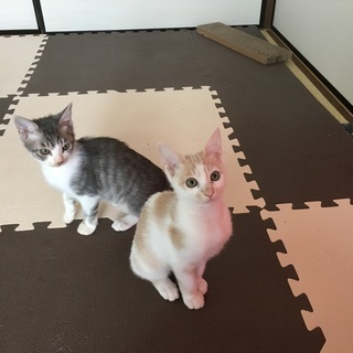 ２匹の子猫の里親募集です