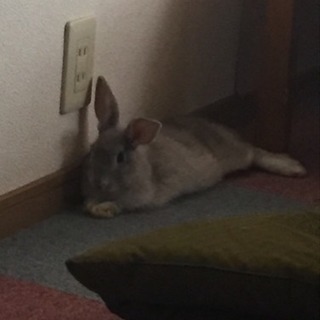 ウサギ譲ります。