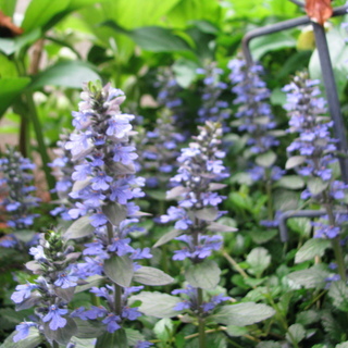 青い花★アジュガ/十二単★抜き株30株の画像