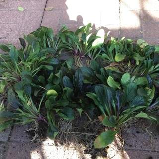 青い花★アジュガ/十二単★抜き株30株の画像