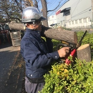 高木伐採 剪定お任せを 庭の手入れ店【所沢市 志木市さいたま市飯...