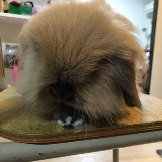 アメファジ