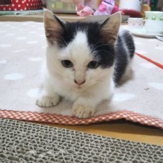 白黒ぶち　2ヶ月(12/6)の男の子です(^O^)カレー屋さんで...
