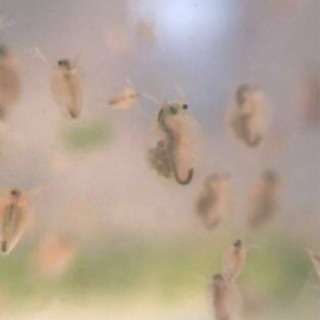 オオミジンコ  480匹以上   郵送可