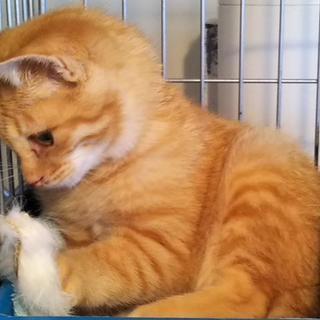 鍵シッポ茶虎♂仔猫飼い主様募集中！