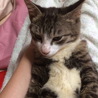 【生後3ヶ月ぐらい】子猫の里親さん募集(片方のみ)