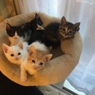 5匹生まれました。