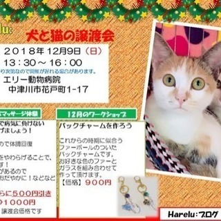 いぬ・ ねこ譲渡会