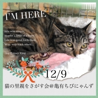 12/9　猫の里親会＠亀有
