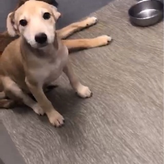 トライアル決定🍀保健所からレスキュー！僕と家族になってください🐶...
