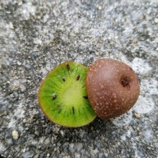 島さるなし広める会