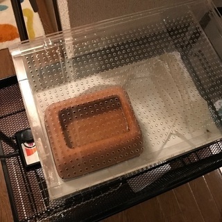 ヒョウモントカゲモドキ ハイイエロー