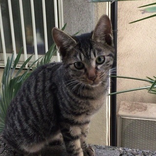 甘えん坊男の子4ヶ月。※保留中