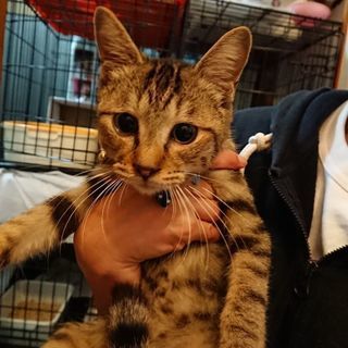 なぎくんの里親様募集