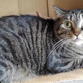 きじとらめす　8才