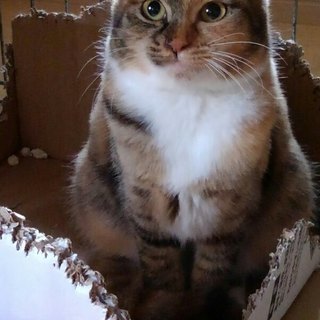 姉妹一緒に良き里親さんにめぐまれました！