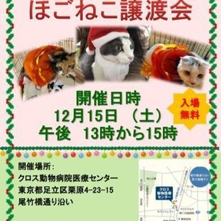 【動画有り】どうぶつ病院でのほごねこ譲渡会