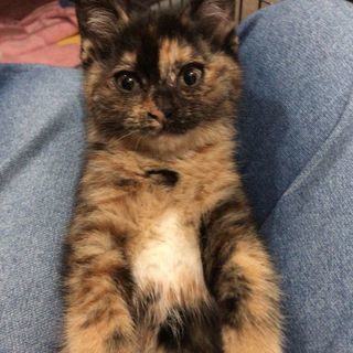とてもかわいい子猫です。