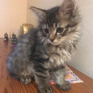 里親を探しています