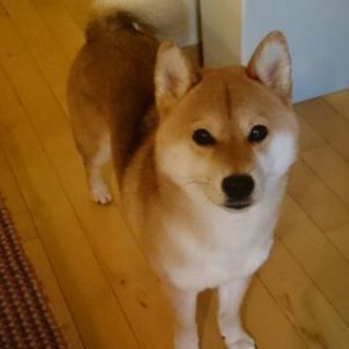 柴犬(雄)6歳  一時休止 - 小田原市