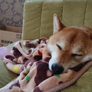 柴犬(雄)6歳  一時休止 - 犬