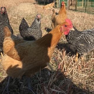 鶏　岡崎おうはん　メス３羽　１歳３ヶ月　お譲りします。の画像