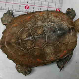 ニホンイシガメ　オス　甲長約11cm　約５歳の画像