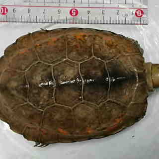 ニホンイシガメ　オス　甲長約11cm　約５歳 - その他
