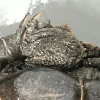 ニホンイシガメ　オス　甲長約11cm　約５歳 - 里親募集