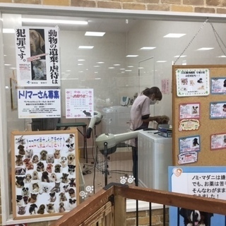 トリミング、犬猫の生体販売などのスタッフ募集！の画像